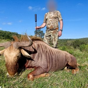 Golden Wildebeest  Hunt Eastern Cape South Africa