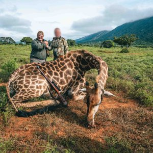 Giraffe  Hunt Eastern Cape South Africa