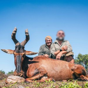 Red Hartebeest  Hunt Eastern Cape South Africa