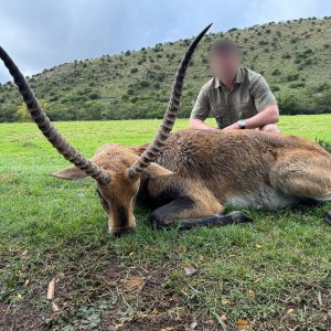 Waterbuck  Hunt Eastern Cape South Africa