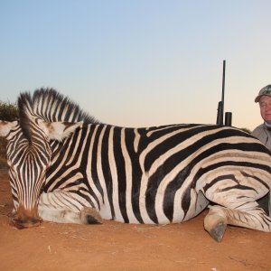 Zebra Hunt South Africa