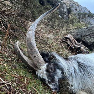 Mountain Goats Hunt Wales