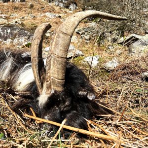 Mountain Goats Hunt Wales