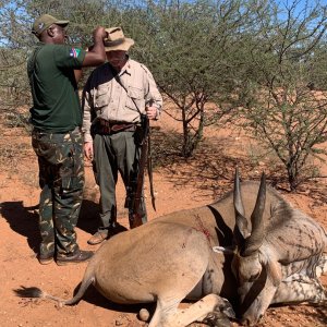 Eland Hunt Namibia