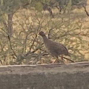 Francolin Grouse, Khomas Safaris. April 2024.