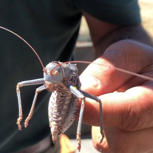 Giant Cricket, Khomas Safaris, Namibia. April 2024.