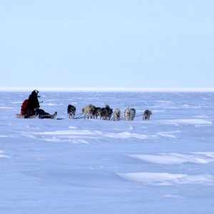 Polar Bear Dog Sled Hunt