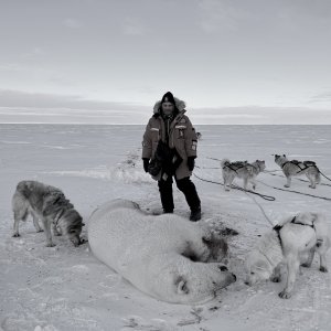 Polar Bear Dog Sled Hunt