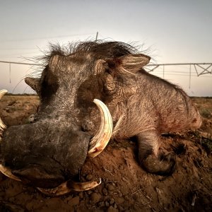 Warthog Hunt Botswana