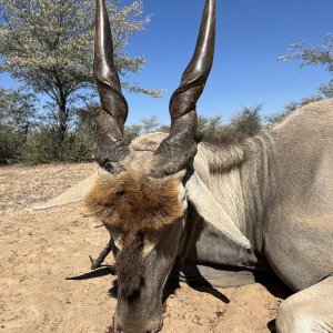 Eland Hunt Botswana