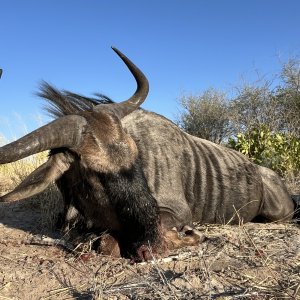 Blue Wildebeest Hunting Botswana