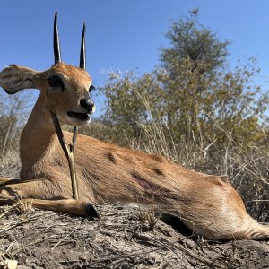 Steenbok  Hunt Botswana