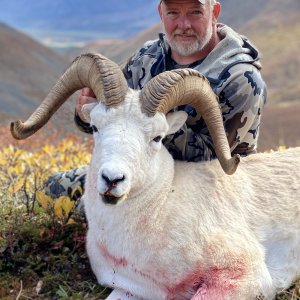 Dall Sheep Hunt