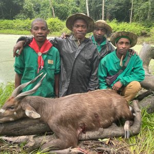 Forest Sitatunga Hunt Cameroon