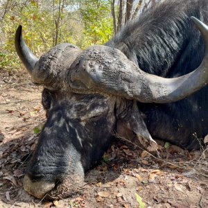 Buffalo Hunt Namibia