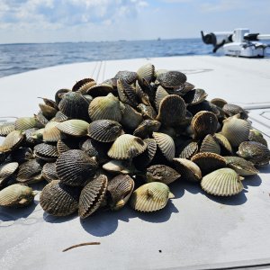 Fishing Bay Scallops Florida