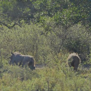 Warthogs Eastern Cape South Africa