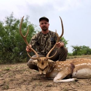 Axis Deer Hunt Texas | AfricaHunting.com