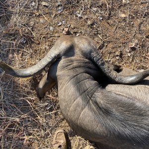 Buffalo Cow Hunt Zimbabwe