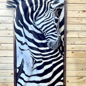 3D Zebra Wall Mount Taxidermy