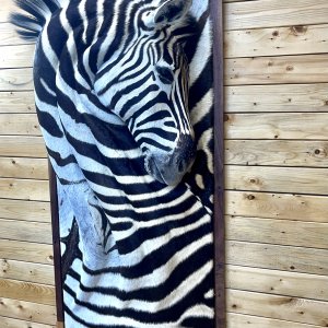 3D Zebra Wall Mount Taxidermy