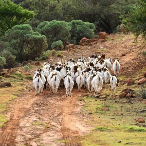 Goats Track Eastern Cape South Africa