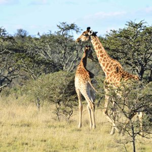 Giraffe Eastern Cape South Africa