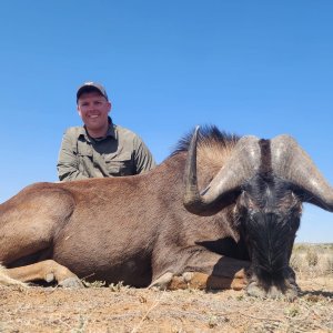 Black Wildebeest Hunt Free State South Africa