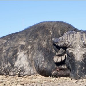 Old Buffalo Hunt Namibia