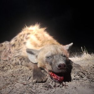 Spotted Hyena Hunt South Africa