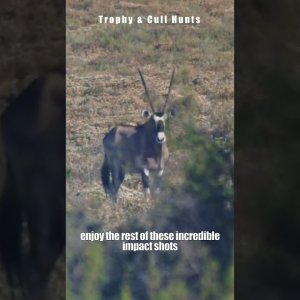 Incredible Blue Wildebeest Takedown  Impact Shots