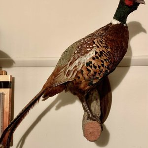 Ringneck Pheasant Cock Full Mount Taxidermy