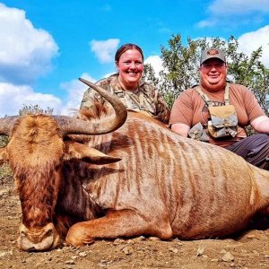 Golden Wildebeest Hunt North West Province South Africa