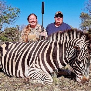 Zebra North West Province South Africa