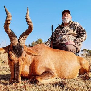 Red Hartebeest North West Province South Africa