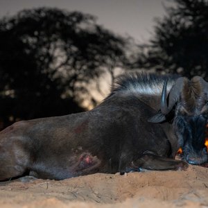 Black Wildebeest (female)