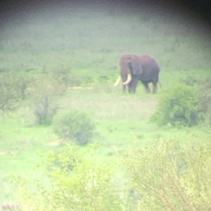 Tanzania Elephant Bull