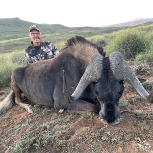 Black WIldebeest Hunt Eastern Cape South Africa