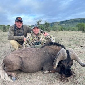 Black Wildebeest Hunt South Africa