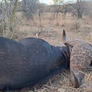 Cape Buffalo Hunt South Africa