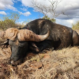 Cape Buffalo Hunt South Africa