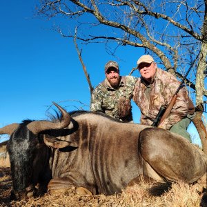 Blue Wildebeest Hunt South Africa