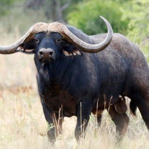 Buffalo Breeding Bull South Africa