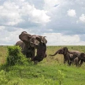 Elephant & Buffalo Encounter