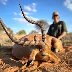 Hunting Impala