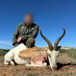 White Springbok Hunt South Africa