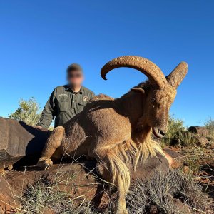 Barbary Sheep Hunt South Africa