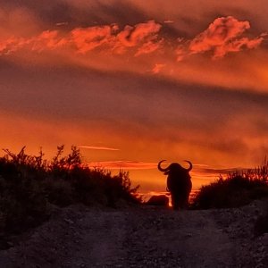 Cape Buffalo South Africa