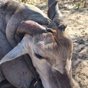 Unusual Eland Hunt Namibia