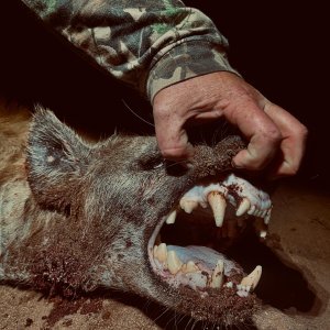 Spotted Hyena Hunt South Africa